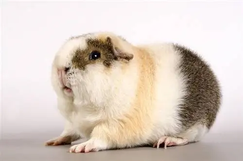 Teddy guinea pig