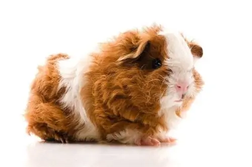 texel guinea pig