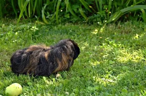 Matandang Alpaca Guinea Pig