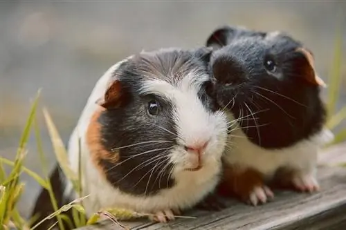 Dalawang American Guinea Pig