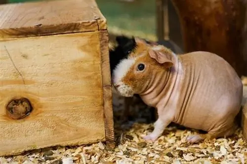 Baldwin Guinea Pig