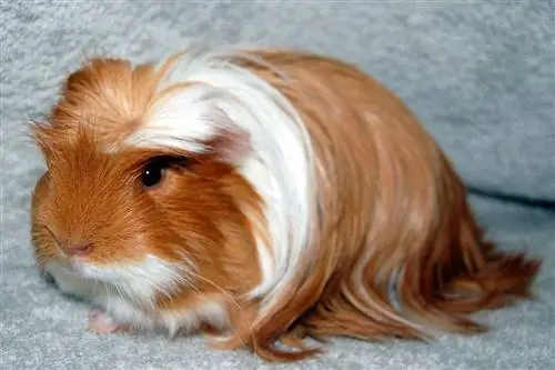 Corona cavia