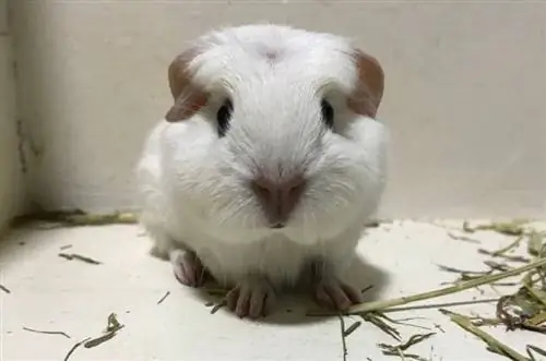 engelse kuif cavia