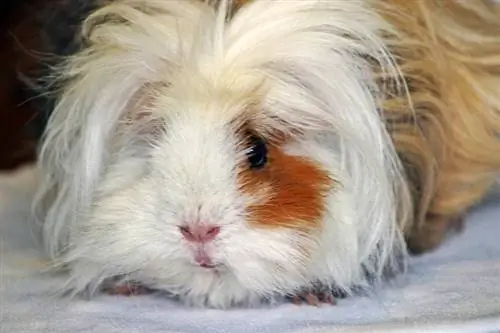 Lunkarya Guinea Pig