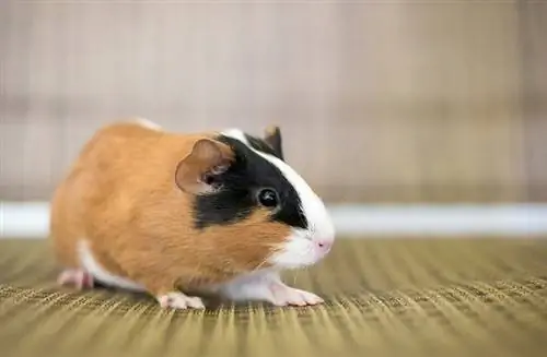 18 Uri ng Guinea Pig Breeds (May mga Larawan)