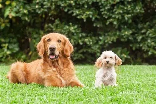 Golden Retriever thiab Bichon Frize