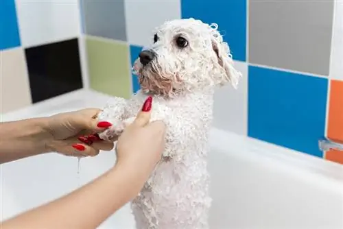 Bichon Frize อาบน้ำในอ่าง