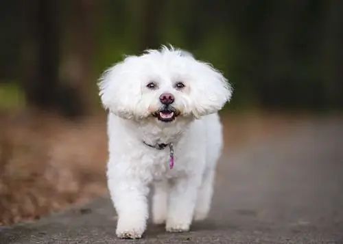 Sa leh Bichon Frises? Faktet e racës & Këshilla të dobishme