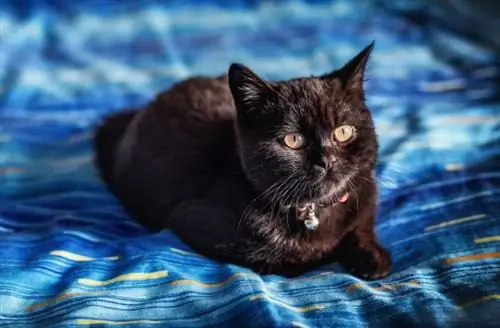 gato británico de pelo corto negro acostado