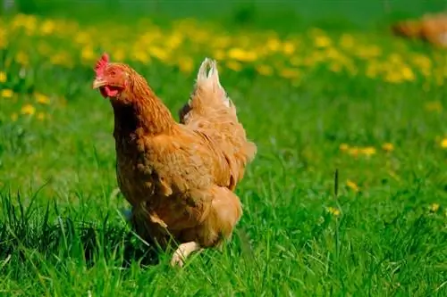 Poulet fouillant dans l'herbe