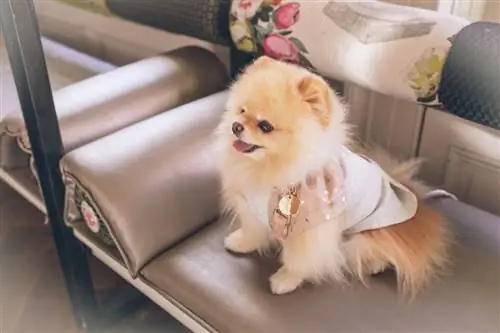 Pomeranian