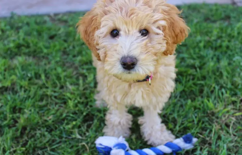 krémové šteniatko labradoodle