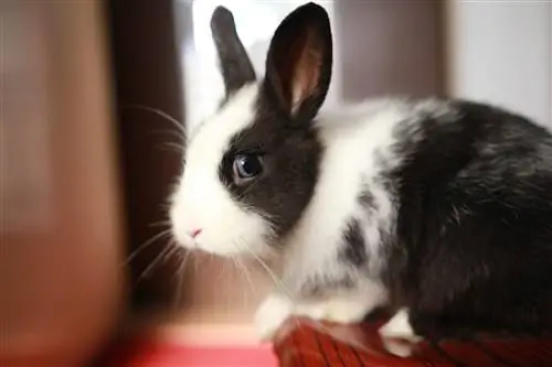 Sallander Rabbit: Fakta, Pleje, Kost, Billeder & Mere