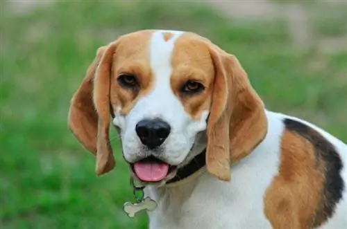 Beagle