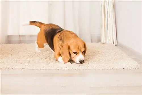 beagle snuffelt aan het tapijt