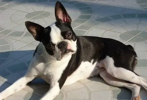 Boston terrier