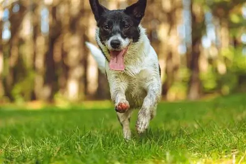 pelatihan border jack puppy