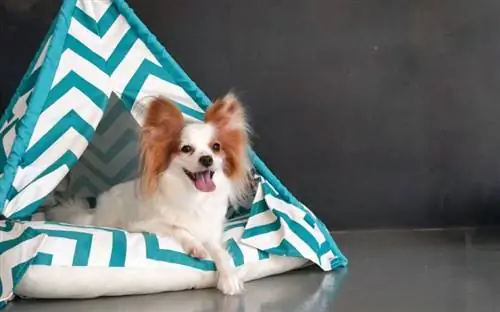 DIY Pets: cómo hacer un elegante tipi para perros o gatos