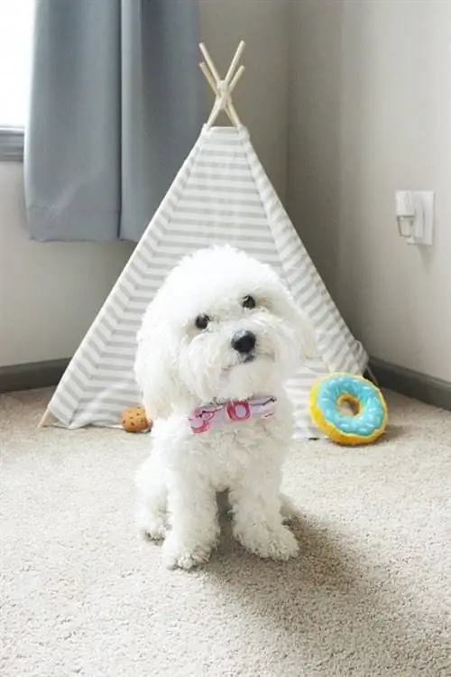 DIY NO-SEW DOGGIE TELTE