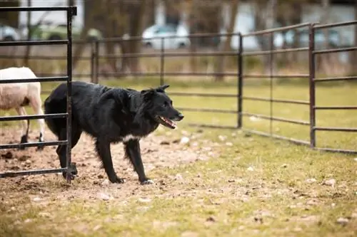 zwarte Australische herder