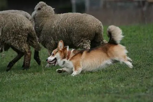 cão pembroke welsh corgi pastoreando as ovelhas