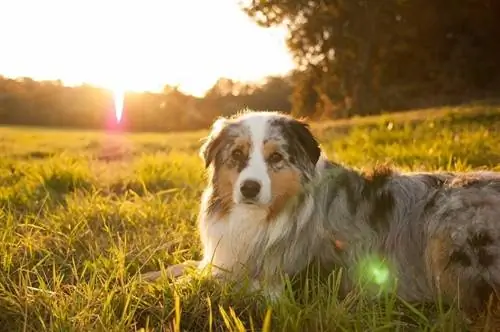 Australiese herder en sonsondergang