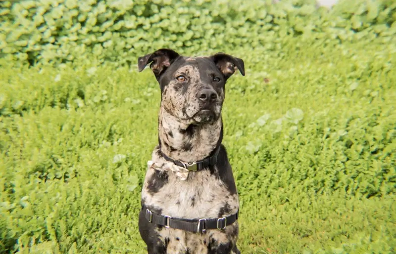 catahoula leopard hound câine