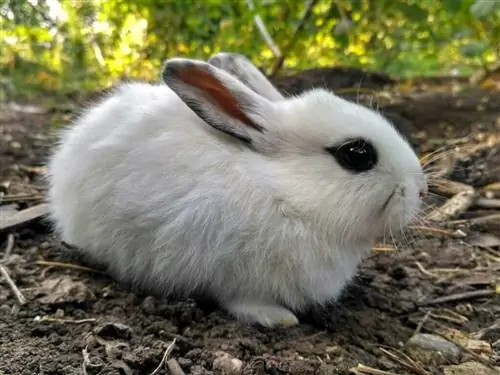 Nykštukas Hotot triušis ant žemės