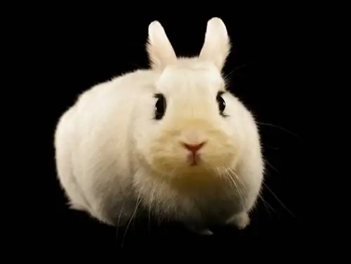 dwarf-hotot-rabbit