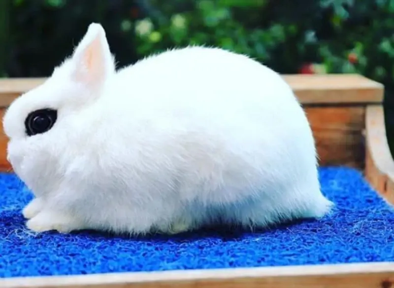 holland dwarf hotot rabbit bunny