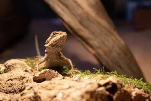 lagarto dragón barbudo australiano