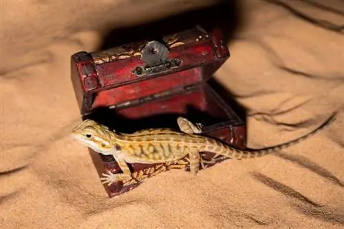 lézard pogona vitticeps