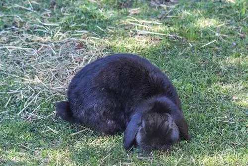 Black Cashmere Lop նապաստակ