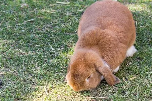 Cashmere Lop Rabbit: Billeder, plejevejledning, levetid & Træk