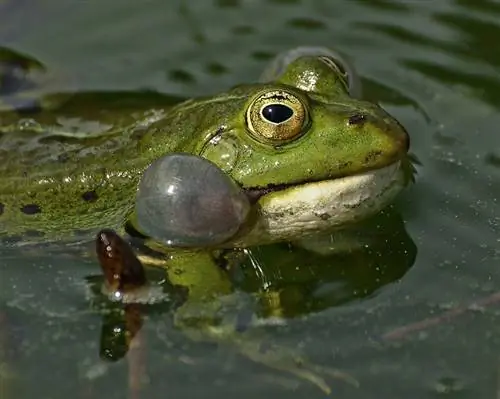 en frosk som kvekker i en dam