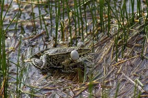 o broasca care croaca intr-un lac