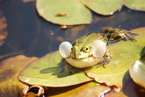 Vim Li Cas Qav Croak? Amphibian kev sib txuas lus piav qhia