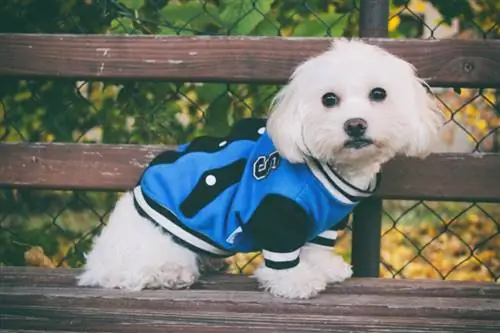 perro m altés sentado en un banco de madera