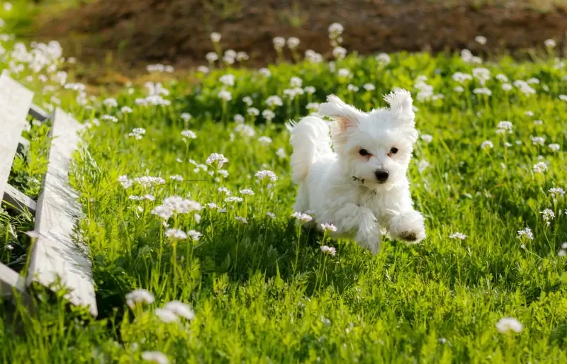 cachorro m altés corriendo por un campo con flores blancas