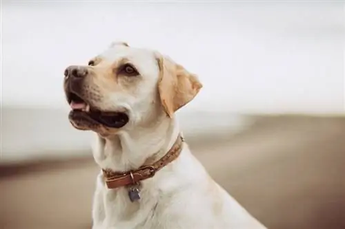 Hund mit Halsband