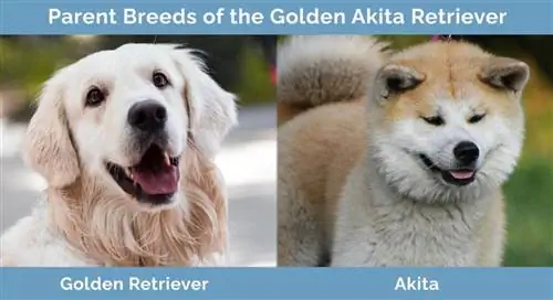 A Golden Akita Retriever szülőfajtái