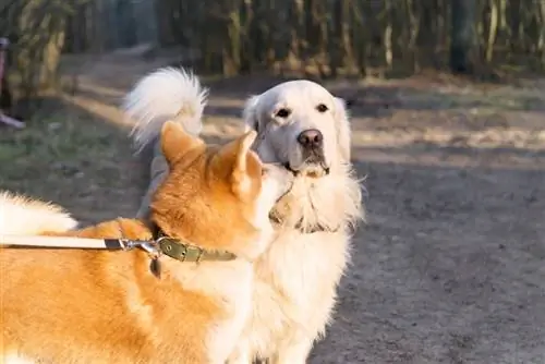 akita dan retriever