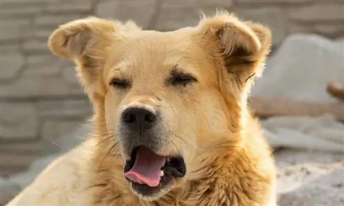 akita retriever