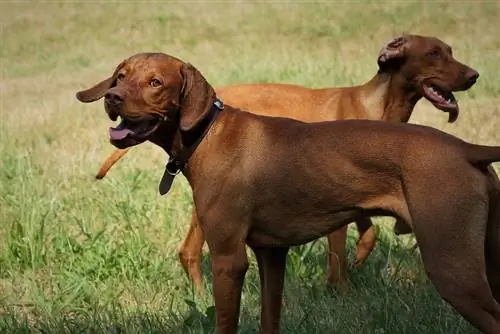 vizsla กำลังเล่น pixabay