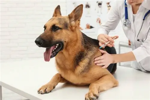 Moj pas miriše nakon anestezije – razlozi recenzije veterinara & Često postavljana pitanja