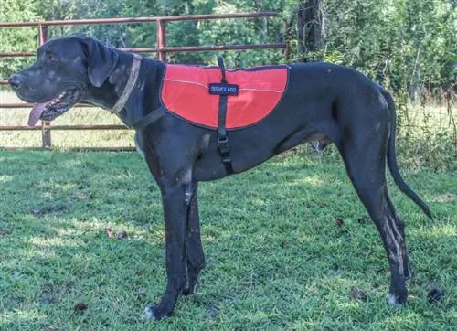 Bisakah Great Dane Menjadi Anjing Pelayan? Apa yang perlu Anda ketahui