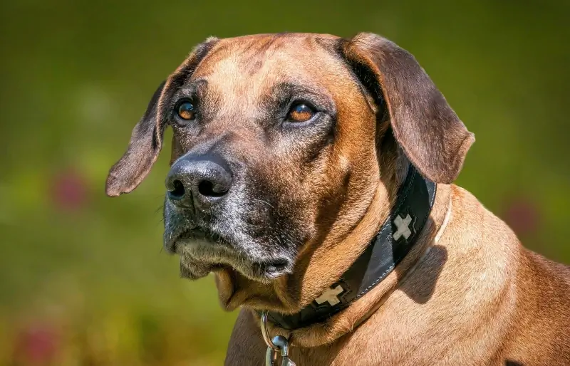 Rodezya Ridgeback'lerinde Dermoid Sinüs: Veteriner Tarafından İncelenen İşaretler & Gerçekler