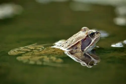 rana en agua