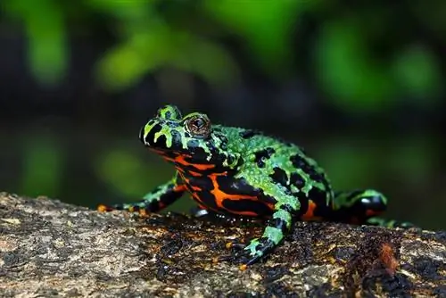 Oriental Fire Bellied Toad alzato su legno