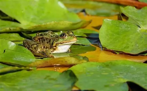 Você pode manter um sapo selvagem como animal de estimação? Vet Revised Facts & Conselhos